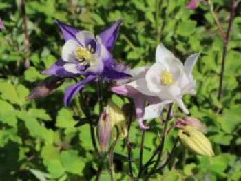 Sibirische Akelei &#8218;Biedermeier&#8216;, Aquilegia caerulea &#8218;Biedermeier&#8216;, Topfware