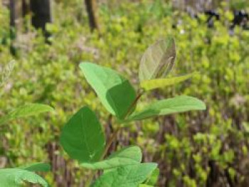 Sibirische Blaubeere 'Sinoglaska', 60-100 cm, Lonicera caerulea var. kamtschatica 'Sinoglaska', Containerware