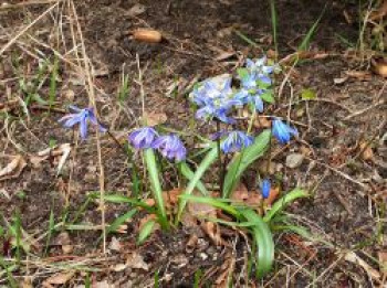 Sibirischer Blaustern, Scilla siberica, Topfware