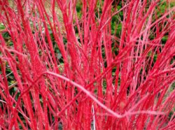 Sibirischer Hartriegel &#8218;Baton Rouge&#8216;, 40-60 cm, Cornus alba &#8218;Baton Rouge&#8216;, Containerware