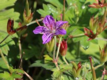 Sibirischer / Wlassovs Storchschnabel, Geranium wlassovianum, Topfware