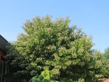 Sieben-Söhne-des-Himmels-Strauch, 40-60 cm, Heptacodium miconioides, Containerware