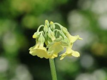 Sikkim-Glocken-Schlüsselblume, Primula sikkimensis, Topfware