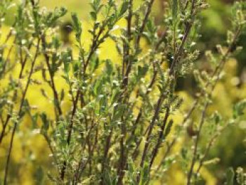 Silber-Kriechweide, 40-60 cm, Salix repens var. nitida, Containerware