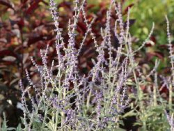 Silber-Perowskie &#8218;Silvery Blue&#8216;, 20-30 cm, Perovskia atriplicifolia &#8218;Silvery Blue&#8216;, Containerware