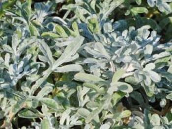 Silber-Wermut &#8218;Mori&#8216;, Artemisia stelleriana &#8218;Mori&#8216;, Topfware