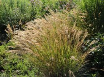 Silberährengras &#8218;Algäu&#8216;, Achnatherum calamagrostis &#8218;Algäu&#8216;, Topfware