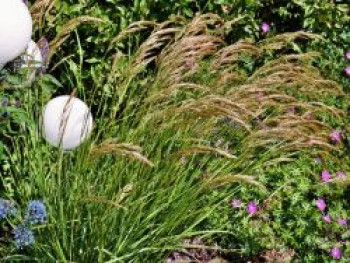 Silberährengras / Ränkegras, Achnatherum calamagrostis, Topfware