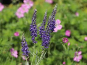 Silberblatt Ehrenpreis &#8218;Silbersee&#8216;, Veronica spicata subsp. incana &#8218;Silbersee&#8216;, Topfware