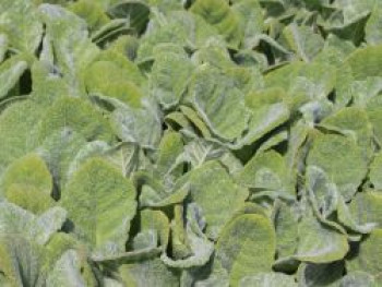 Silberblatt Salbei, Salvia argentea, Topfware