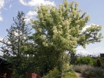 Silbereschen Ahorn, 40-60 cm, Acer negundo &#8218;Variegatum&#8216;, Containerware