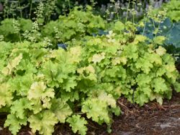 Silberglöckchen 'Apple Twist', Heuchera x cultorum 'Apple Twist', Topfware