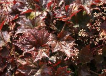 Silberglöckchen &#8218;Cappuccino&#8216;, Heuchera micrantha &#8218;Cappuccino&#8216;, Topfware