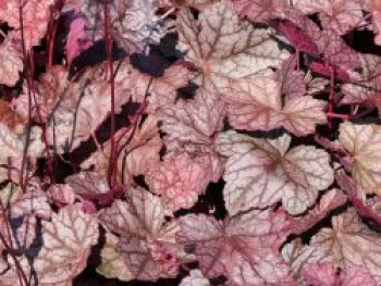 Silberglöckchen 'Cascade Dawn', Heuchera micrantha 'Cascade Dawn', Topfware