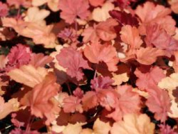 Silberglöckchen &#8218;Cherry Cola&#8216;, Heuchera micrantha &#8218;Cherry Cola&#8216;, Topfware