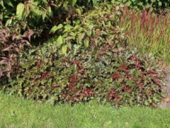 Silberglöckchen &#8218;Chocolate Ruffles&#8216;, Heuchera micrantha &#8218;Chocolate Ruffles&#8216;, Topfware