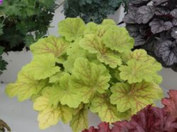 Silberglöckchen 'Electra', Heuchera micrantha 'Electra', Topfware
