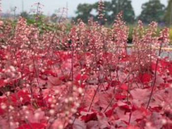 Silberglöckchen &#8218;Fire Alarm&#8216;, Heuchera micrantha &#8218;Fire Alarm&#8216;, Topfware