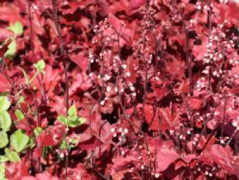 Silberglöckchen 'Fire Chief', Heuchera micrantha 'Fire Chief', Containerware