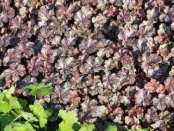 Silberglöckchen 'Jade Gloss', Heuchera x cultorum 'Jade Gloss', Topfware