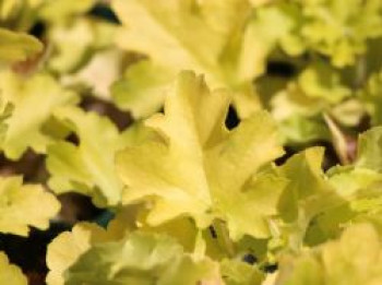 Silberglöckchen 'Lime Marmalade', Heuchera villosa 'Lime Marmalade', Containerware