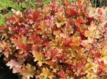 Silberglöckchen 'Marmalade', Heuchera villosa 'Marmalade', Containerware