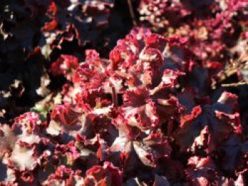 Silberglöckchen &#8218;Melting Fire&#8216;, Heuchera micrantha &#8218;Melting Fire&#8216;, Topfware