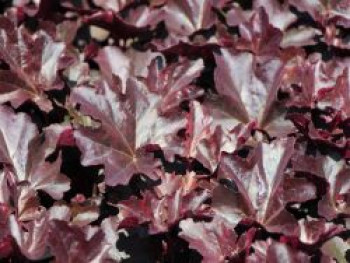 Silberglöckchen 'Obsidian', Heuchera micrantha 'Obsidian', Topfware