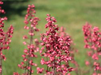 Purpurglöckchen &#8218;Paris&#8216;, Heuchera sanguinea &#8218;Paris&#8216;, Topfware