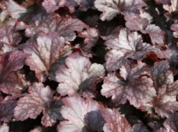 Silberglöckchen &#8218;Plum Pudding&#8216; ®, Heuchera micrantha &#8218;Plum Pudding&#8216; ®, Topfware