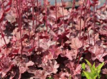 Silberglöckchen &#8218;Regina&#8216;, Heuchera micrantha &#8218;Regina&#8216;, Topfware