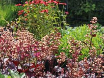 Silberglöckchen &#8218;Shanghai&#8216;, Heuchera x cultorum &#8218;Shanghai&#8216;, Containerware