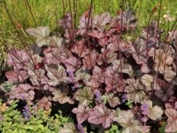 Silberglöckchen &#8218;Silver Scrolls&#8216; ®, Heuchera micrantha &#8218;Silver Scrolls&#8216; ®, Topfware