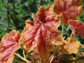Silberglöckchen 'Tiramisu', Heuchera villosa 'Tiramisu', Topfware