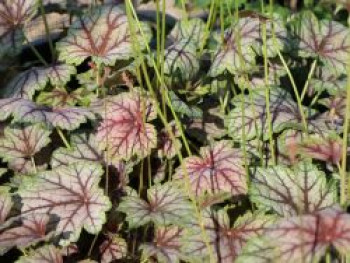 Silberglöckchen &#8218;Venus&#8216;, Heuchera micrantha &#8218;Venus&#8216;, Topfware