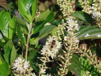 Silberkerzenstrauch 'Hummingbird', 40-60 cm, Clethra alnifolia 'Hummingbird', Containerware