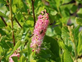 Silberkerzenstrauch &#8218;Ruby Spice&#8216;, 40-60 cm, Clethra alnifolia &#8218;Ruby Spice&#8216;, Containerware