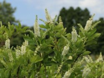 Silberkerzenstrauch / Zimterle / Scheineller, 40-60 cm, Clethra alnifolia, Containerware