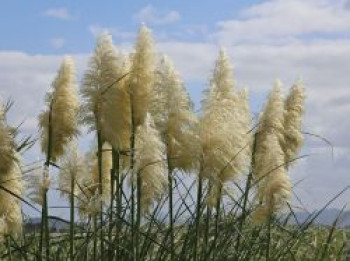 Silbernes Pampasgras 'Senior', Cortaderia selloana 'Senior', Containerware