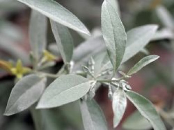 Silberölweide, 10-20 cm, Elaeagnus commutata, Topfware