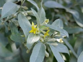 Silberölweide 'Zempin', 10-20 cm, Elaeagnus commutata 'Zempin', Topfware