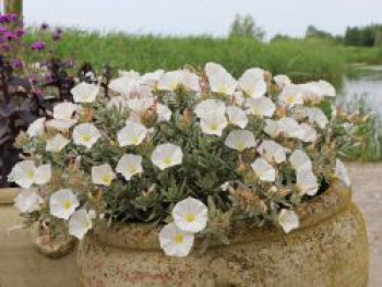 Silberwinde, Convolvulus cneorum, Topfware