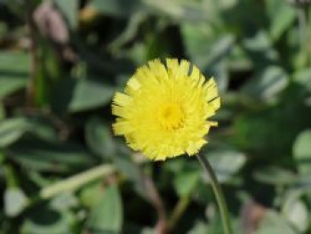 Silbrigblättriges Habichtskraut 'Niveum', Hieracium pilosella 'Niveum', Topfware