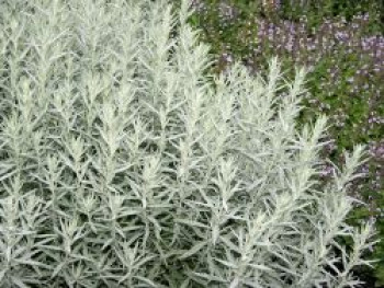 Silbriger Beifuß &#8218;Silver Queen&#8216;, Artemisia ludoviciana &#8218;Silver Queen&#8216;, Topfware