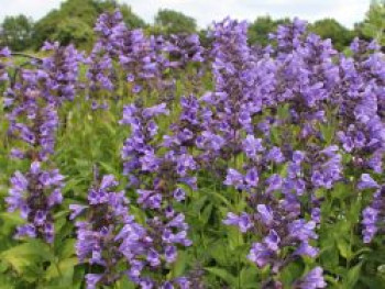 Sitzende Katzenminze &#8218;Blue Dragon&#8216;, Nepeta yunnanensis &#8218;Blue Dragon&#8216;, Topfware