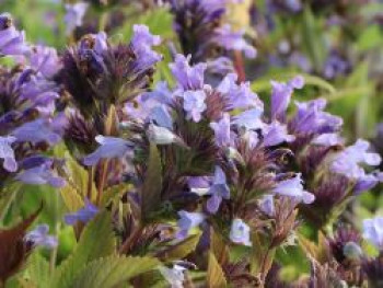 Sitzende Katzenminze, Nepeta subsessilis, Topfware