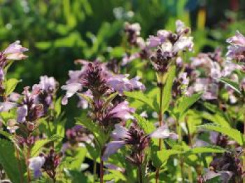 Sitzende Katzenminze &#8218;Sweet Dreams&#8216;, Nepeta subsessilis &#8218;Sweet Dreams&#8216;, Topfware