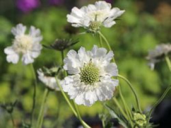 Skabiose &#8218;Perfecta Alba&#8216;, Scabiosa caucasica &#8218;Perfecta Alba&#8216;, Topfware