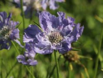 Skabiose &#8218;Perfecta&#8216;, Scabiosa caucasica &#8218;Perfecta&#8216;, Topfware