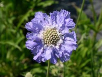 Witwenblume / Skabiose &#8218;Stäfa&#8216;, Scabiosa caucasica &#8218;Stäfa&#8216;, Topfware